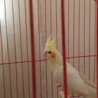 یه جفت عروس هلندی نر و ماده مولد|پرنده|تهران, مشیریه|دیوار