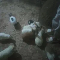 10عدد خرگوش