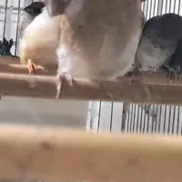 فنچ|پرنده|رشت, پل تالشان|دیوار