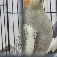 عروس گلباقالی ماده|پرنده|رشت, معلولین|دیوار