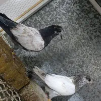 کبوتر جوجه رفته هر دو