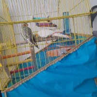 دو عدد عروس هلندی نر با قفس