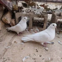 کبوتر|پرنده|فرخشهر, |دیوار