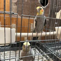 عروس|پرنده|زنجان, |دیوار