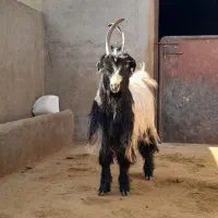 دوبر بزغاله بز بره میش قوچ دوبری|حیوانات مزرعه|قم, شاه ابراهیم|دیوار