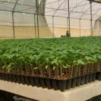 **نشاء با ضمانت اصالت بذر**