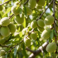 خرید نهال بادام اکبری زودبازده عرضه فوری