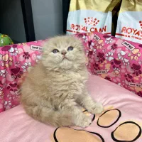 اسکاتیش کاراملی by11لانگهیر(موبلند)