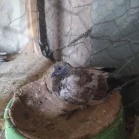 کبوتر کله ای|پرنده|ایذه, |دیوار