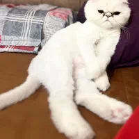 گربه پرشین سوپر فلت ماده عقیم شده|گربه|تهران, ائمه اطهار|دیوار