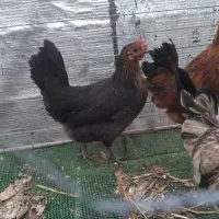 مرغ و خروس اصیل ایرانی توضیحات خوانده شود