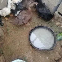اردکها