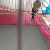 سهره کشیده (متولدقفس )|پرنده|کرمانشاه, |دیوار