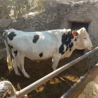 فروش نرگاو