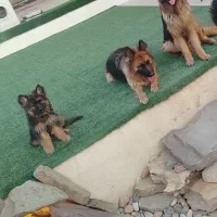 جفت ژرمن کینگ دوساله بی نقص