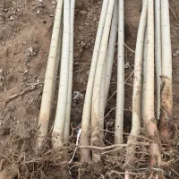 نهال بازار پسند صنوبر|خدمات باغبانی و درختکاری|بندرعباس, |دیوار