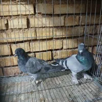 کبوتر کاشانی|پرنده|بروجن, |دیوار