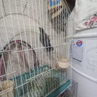 نر مرغ|پرنده|رشت, سلیمانداراب|دیوار