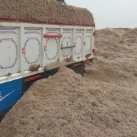 کاه نیشکر تازه