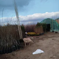 فروش ارقام درخت و نهال قیمت باور نکردنی