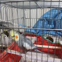 یه دونه عروس هلندی گمشده