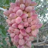 از هردرخت پسته ۷۰ کیلو برداشت کن/همشم صادر کن