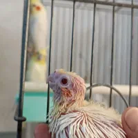 جوجه عروس هلندی سرلاکی کینگ سایز چشم شرابی