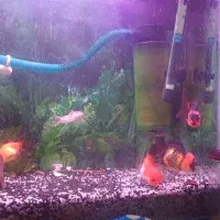 گلدفیش تری کالر|ماهی|شیراز, کوشک میدان|دیوار