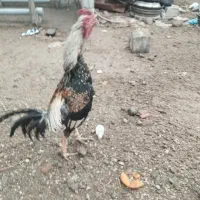 خروس لاری اصیل|حیوانات مزرعه|باسمنج, |دیوار