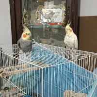 عروس هلندی نر و ماده|پرنده|مشهد, منزل آباد|دیوار