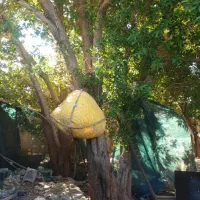 برش درخت و قطع نخل انجام می شود