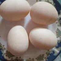 تخم مرغ و اردک نطفه دار|حیوانات مزرعه|ساری, |دیوار