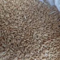 گندم|خوردنی و آشامیدنی|قیدار, |دیوار