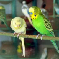۲عدد مرغ عشق معمولی سبز و زرد نر وماده
