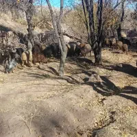 فروش میش و بز|حیوانات مزرعه|تفت, |دیوار