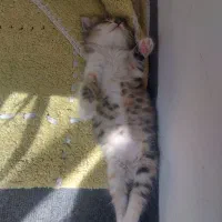 گربه|گربه|تبریز, |دیوار