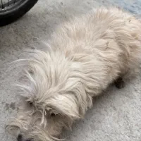 سگ پیدا شده|سگ|قدس, شهرقدس|دیوار