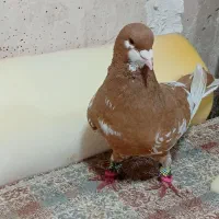 کبوتر.خال افشون