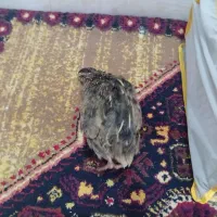 بلدرچین بالغ ماده|پرنده|تایباد, |دیوار