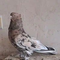 کبوتر سرور نر