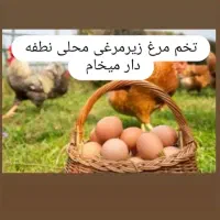 تخم مرغ زیر مرغی