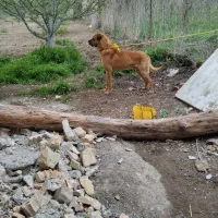 سگ نگهبان قابل معاوضه