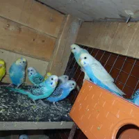 فروش مرغ عشق|پرنده|قشم, |دیوار