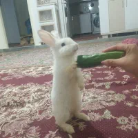خرگوش ماده