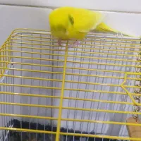 مرغ عشق ماده|پرنده|مهدی شهر, |دیوار