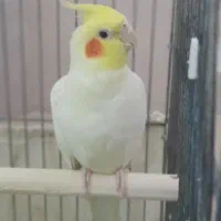 عروس هلندی نر