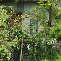 باغ کیوی 2000متری لیسار