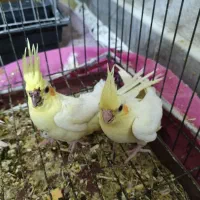 ۳عدد جوجه عروس هلندی لوتینو