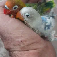 طوطی برزیلی دستی