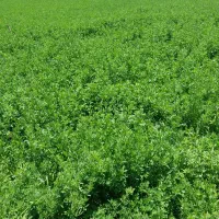 فروش یونجه سر زمین